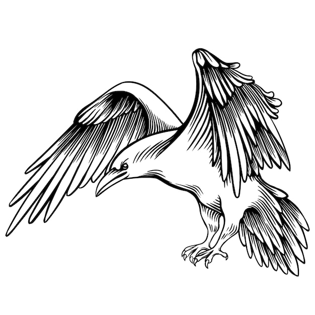 カラスのベクターイラストです リトルレイヴンのスケッチモノクロフリーハンドドローイング 線形グラフィック定型化された黒と白の美しい鳥 リアルなペン描画の模倣動物アート プレミアムベクター
