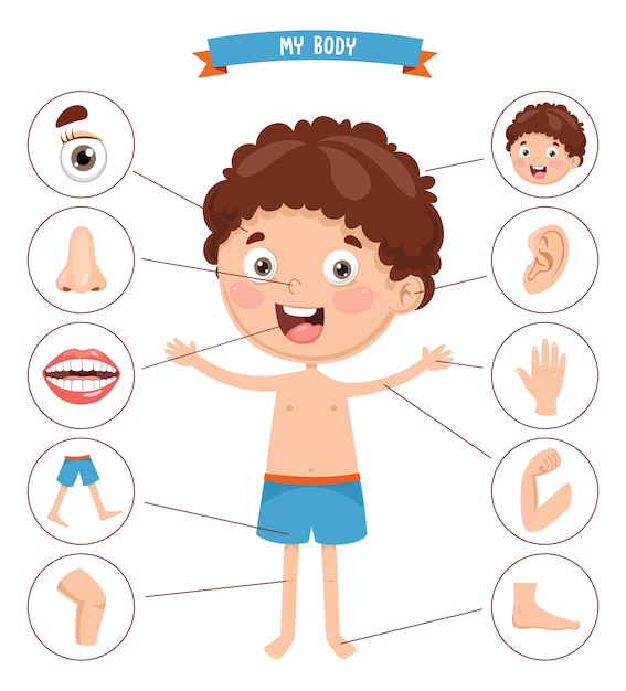 Download Vector Illustration Of Human Body Vector | Premium Download