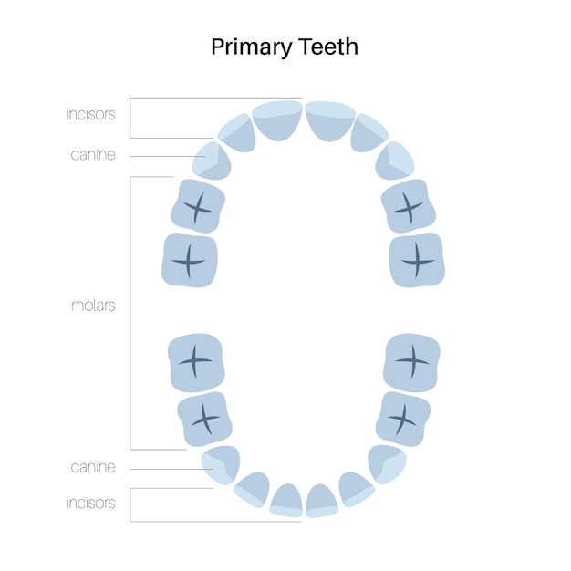 Premium Vector | Vector illustration of primary temporary teeth ...