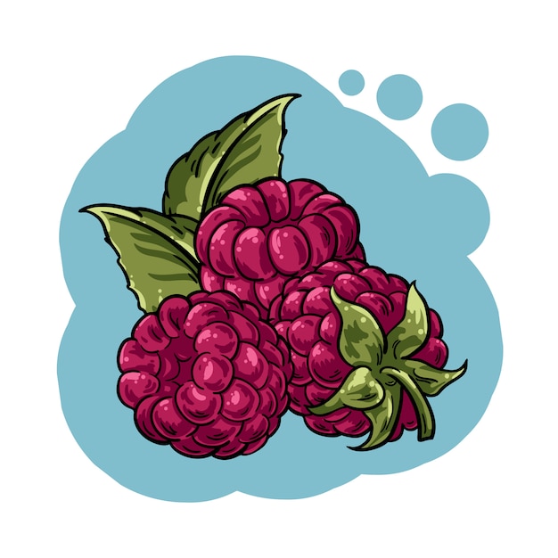 Premium Vector | Vector illustration raspberry