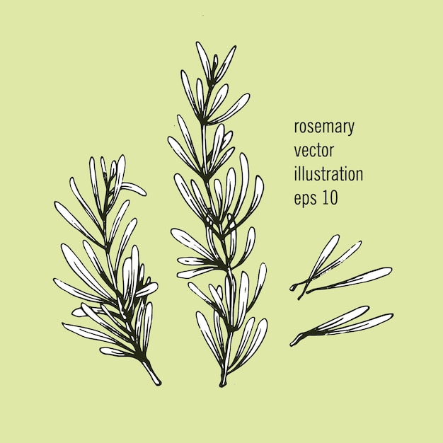 Premium Vector Vector Illustration Of Rosemary Branch With Leaves