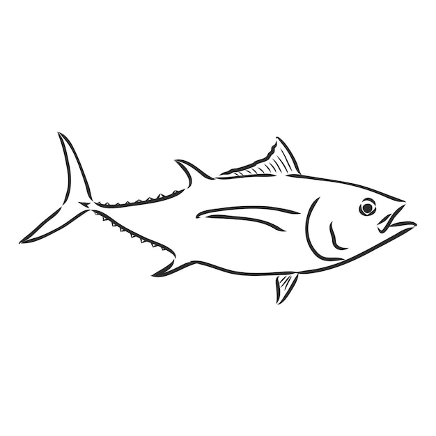 Premium Vector | Vector illustration of tuna tuna fish vector sketch on ...