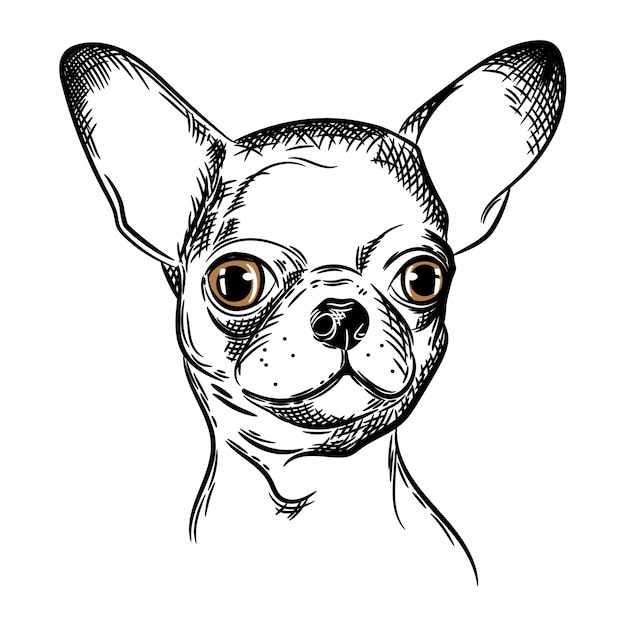 Download Vector image of a chihuahua dog Vector | Premium Download