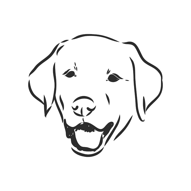 Premium Vector | Vector image of an dog labrador on white background ...