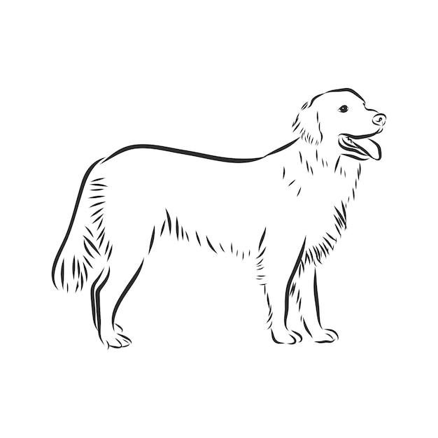 Premium Vector | Vector image of golden retriever on white background