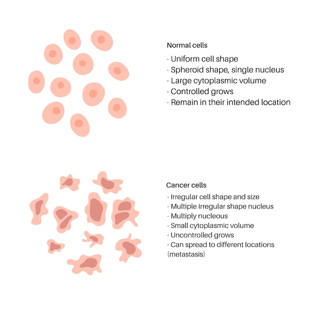 Premium Vector | Vector isolated illustration of cell structure: normal ...