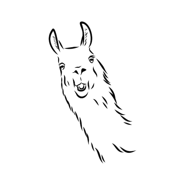 Premium Vector | Vector lama head illustration. llama or alpaca hand ...