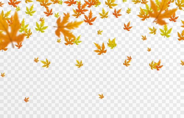 Фото Осенние Листья На Прозрачном Фоне