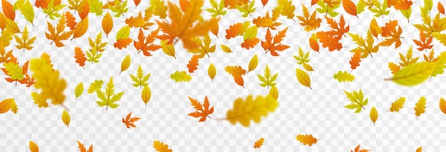 Фото Осенние Листья На Прозрачном Фоне