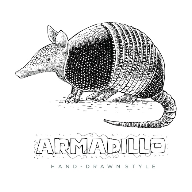 アルマジロのベクトル 手描きのリアルな動物イラスト プレミアムベクター