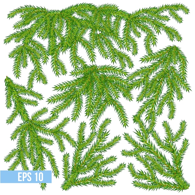 Vector pine and spruce branches set Premium Vector
