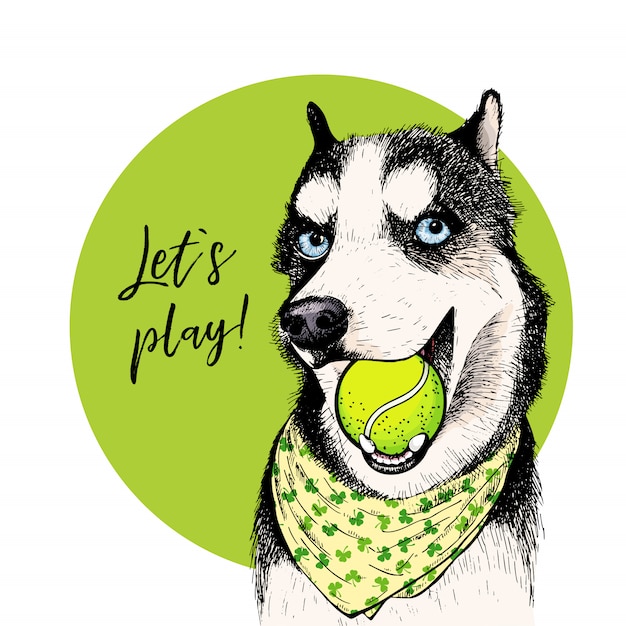 Download Vector portrait of siberian husky dog with tennis ball ...