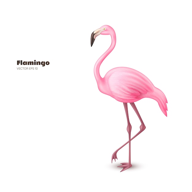 flamingo 81