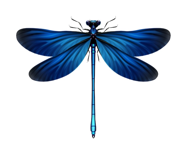 Free Vector Vector realistic blue calopteryx virgo