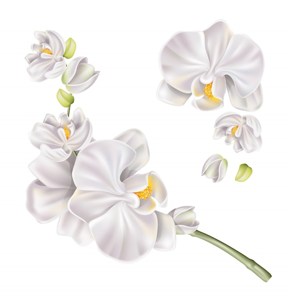 Premium Vector | Vector realistic white orchid flower set