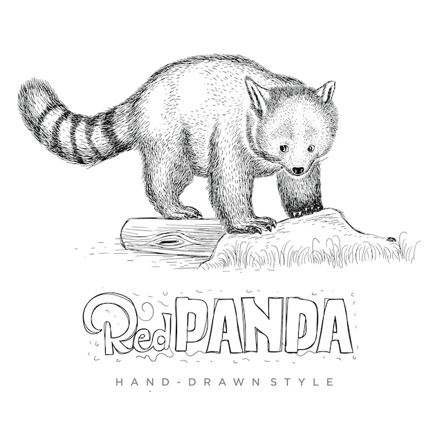 かわいい探しているレッサーパンダをベクトルします 手描き動物イラスト プレミアムベクター