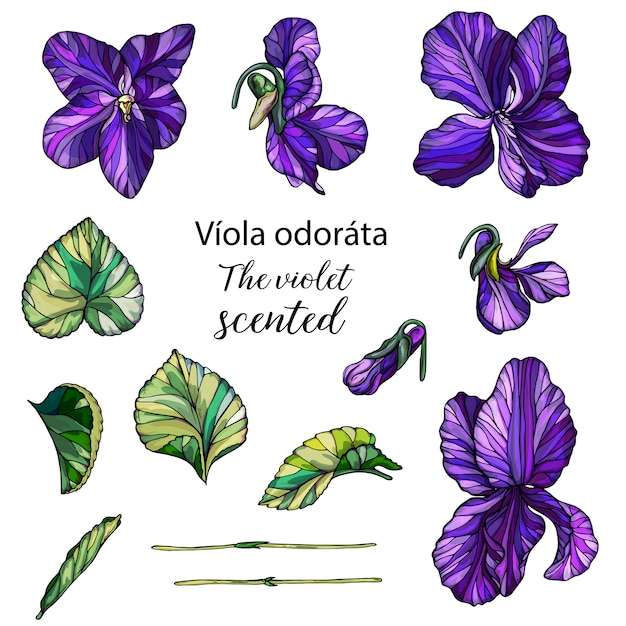 Premium Vector | Vector set of floral violets