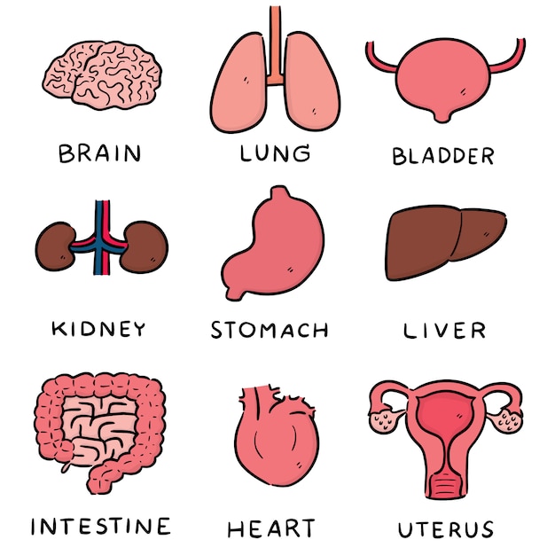 Premium Vector | Vector set of internal organ cartoon