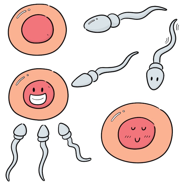 Premium Vector Vector Set Of Sperm And Egg