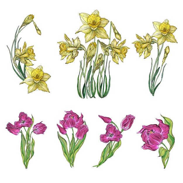 Vector set of tulip and narcissus flowers | Premium Vector