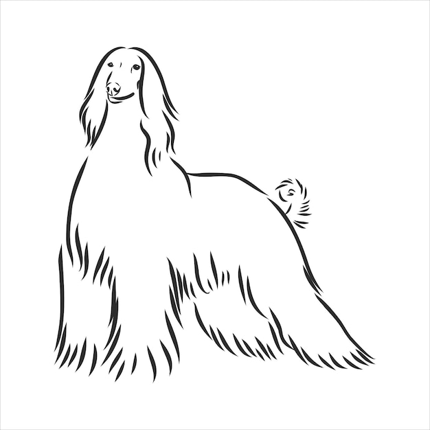 Premium Vector | Vector sketch of the black dog afghan hound breed