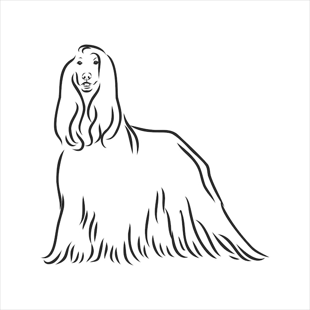 Premium Vector | Vector sketch of the black dog afghan hound breed