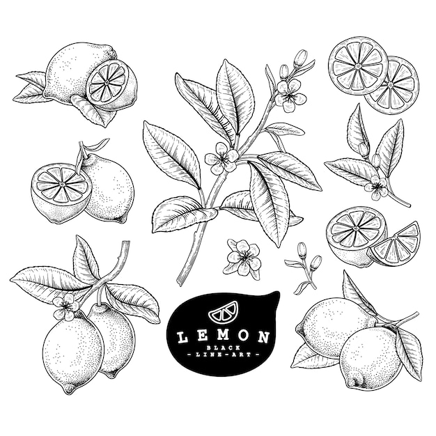 ベクタースケッチシトラスフルーツ装飾セット レモン 手描きの植物イラスト プレミアムベクター