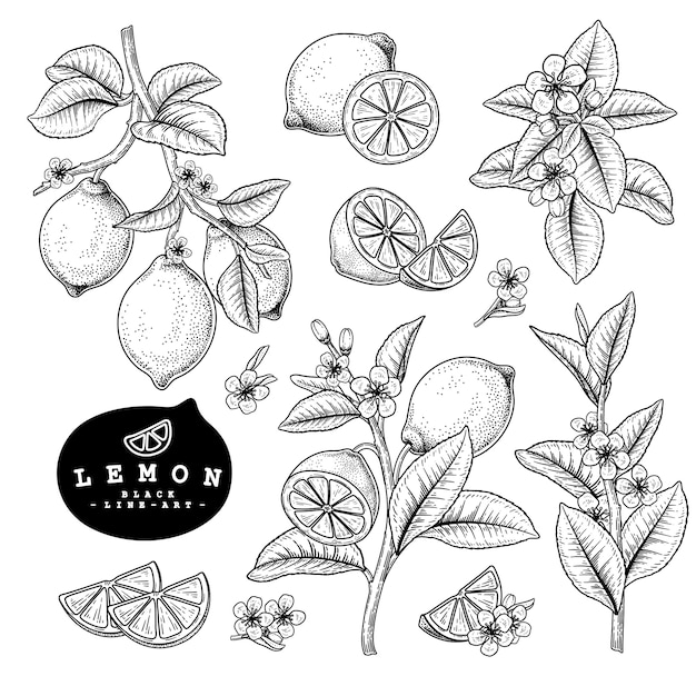 ベクタースケッチシトラスフルーツ装飾セット レモン 手描きの植物イラスト プレミアムベクター