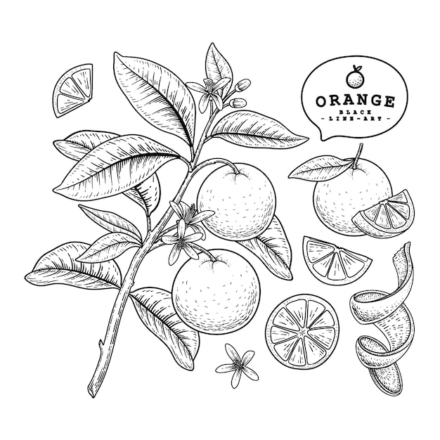 ベクタースケッチ柑橘系の果物の装飾セット オレンジ 手描きの植物イラスト 黒と白の白い背景で隔離のラインアート 果物の絵 レトロなスタイルの要素 プレミアムベクター