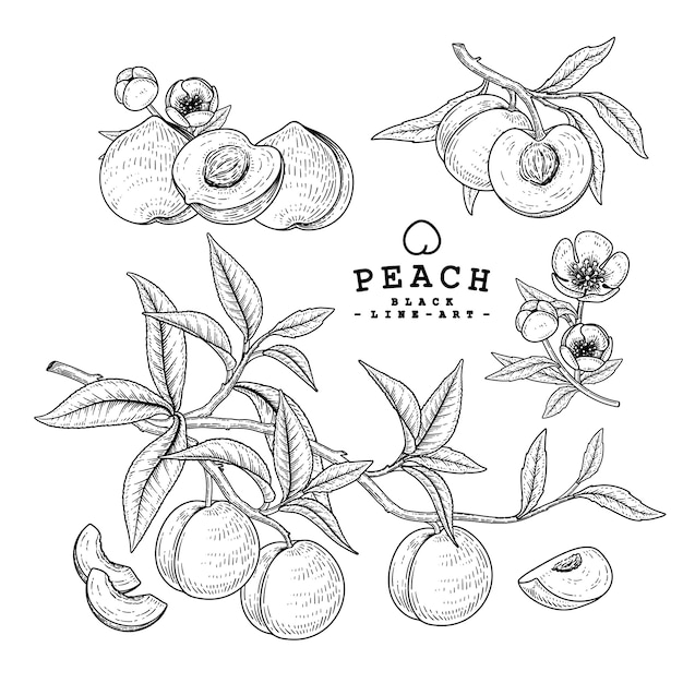 Premium Vector Vector Sketch Peach Decorative Set Hand Drawn