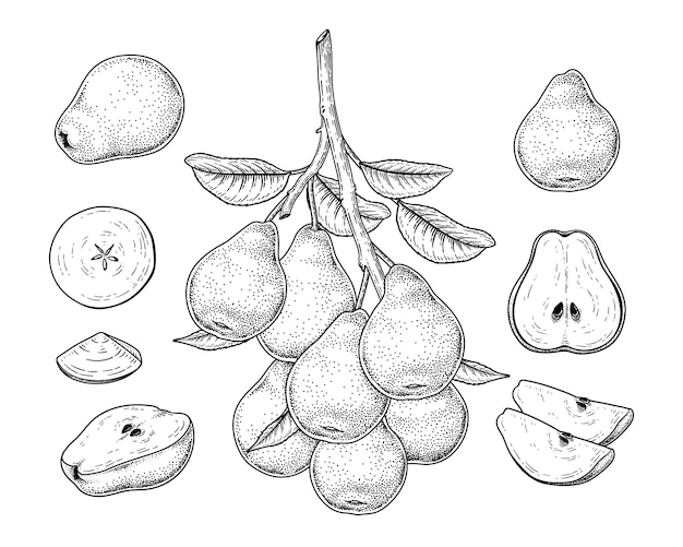 ベクタースケッチ梨装飾セット 手描きの植物イラスト プレミアムベクター