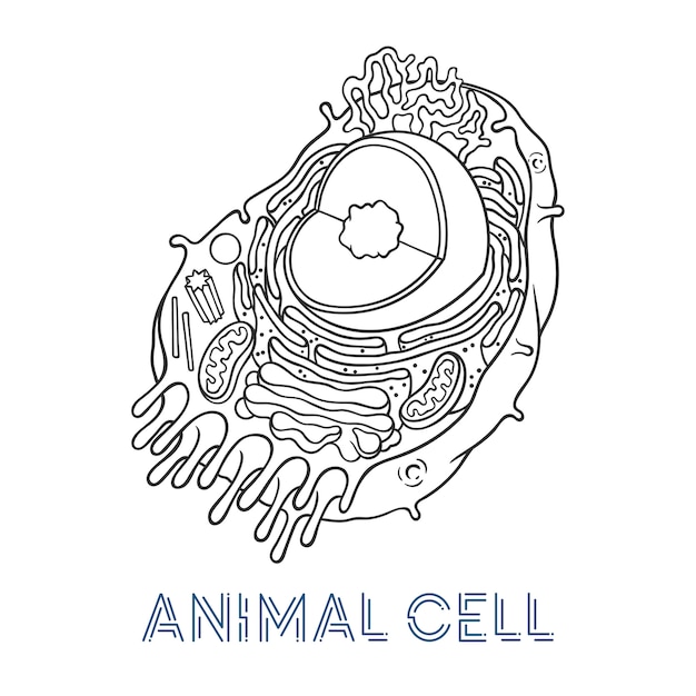 ベクトルスケッチイラスト 動物細胞の概略構造 プレミアムベクター
