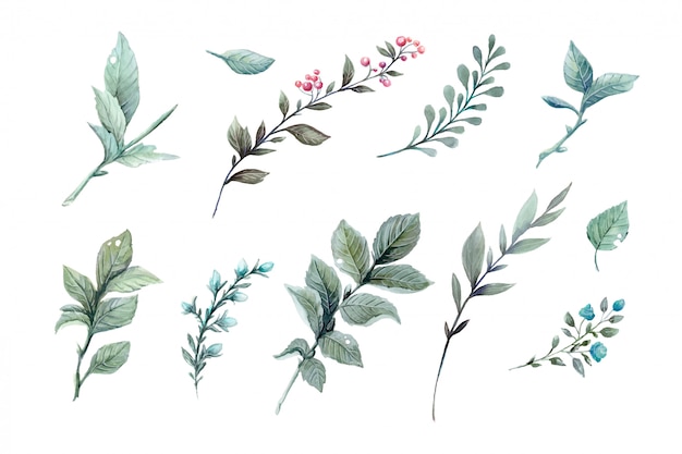 Vector watercolor illustrations Premium Vector