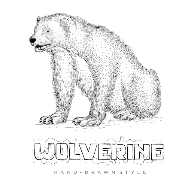 Premium Vector Vector wolverine hand drawn style. realistic animal