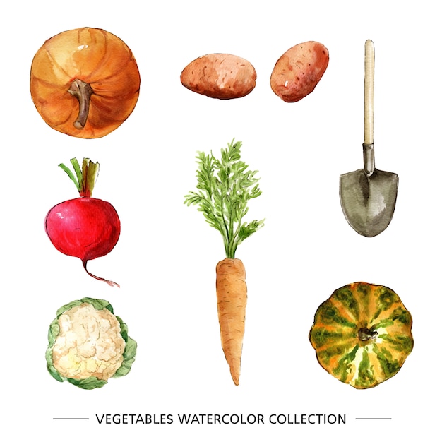 水彩画と野菜のコレクション 無料のベクター