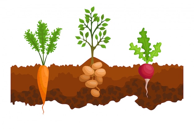 Premium Vector Vegetables Growing In The Ground One Line Sugar Beet Radishe Potatoes