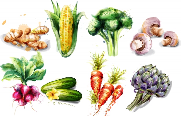 野菜の水彩画コレクション プレミアムベクター