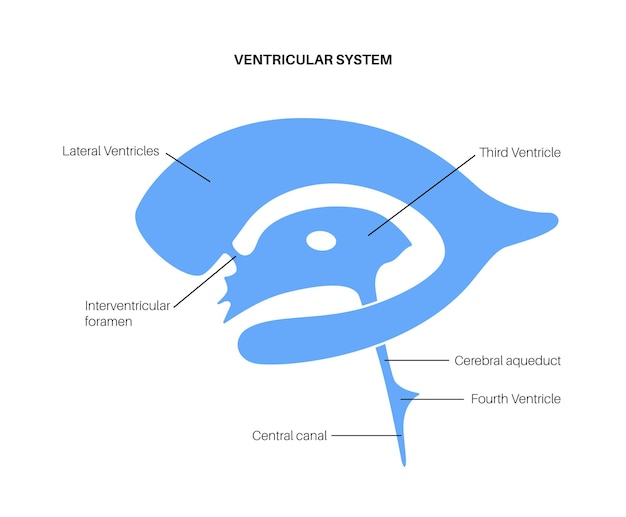 Premium Vector | Ventricular system anatomy. cerebral ventricles ...