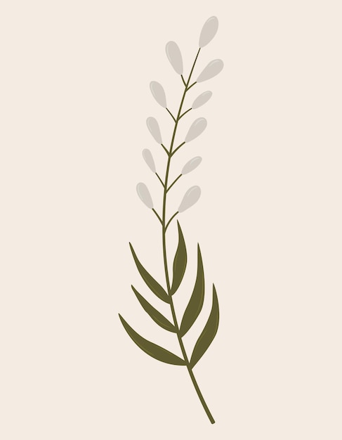 Premium Vector | Vintage botanical vector illustration of wild flower ...