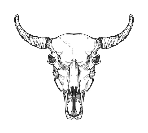 Premium Vector | Vintage buffalo skull sketch. bull animal head bones ...