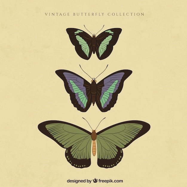 Download Vintage butterflies collection Vector | Free Download