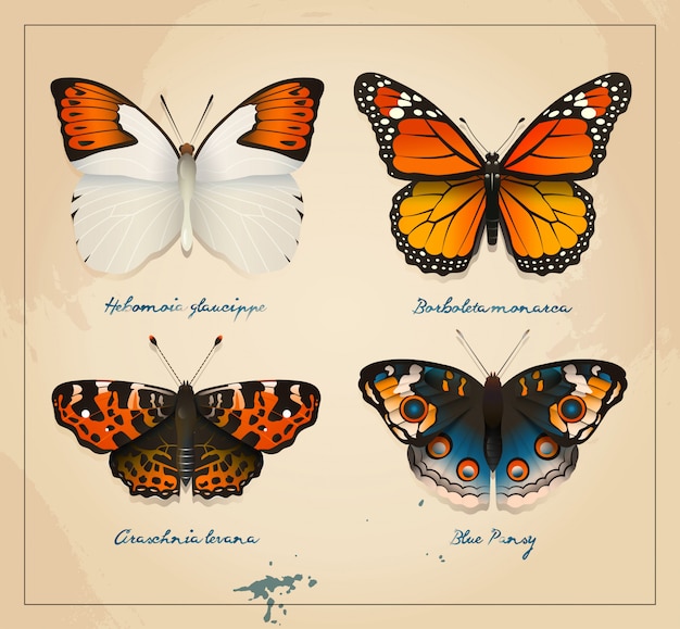 Download Premium Vector | Vintage butterflies cover