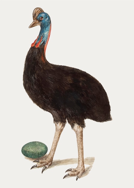 Free Vector | Vintage cassowary bird illustration vector