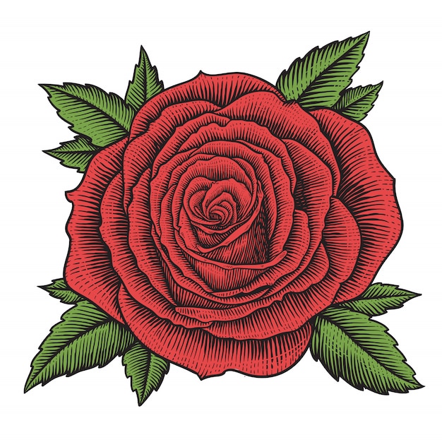 ビンテージ彫刻のバラ花のイラスト プレミアムベクター