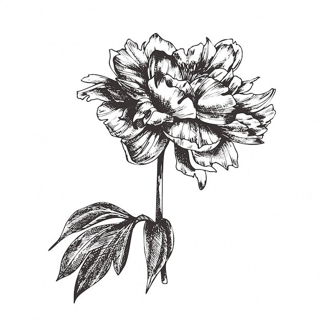 Premium Vector | Vintage floral illustration, etching hand drawn clip art.