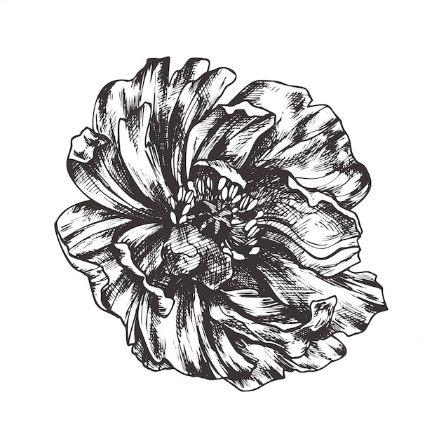 プレミアムベクター ヴィンテージの花のイラスト 手描きのクリップアートをエッチングします