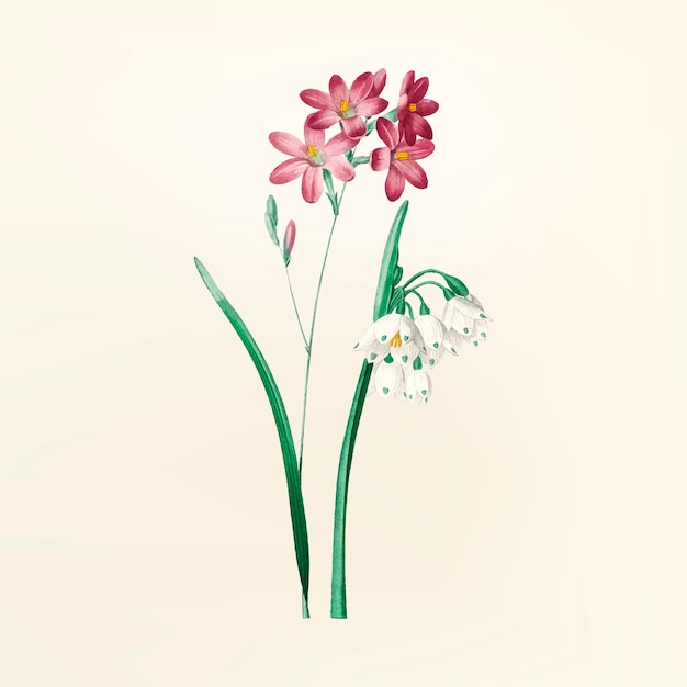 Free Vector | Vintage flower illustration