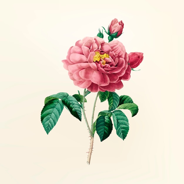 Download Free Vector | Vintage flower illustration