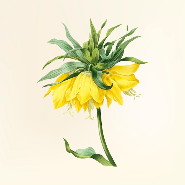 Download Free Vector | Vintage flower illustration