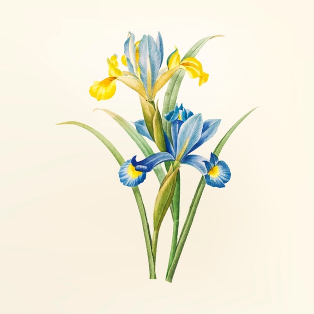Free Free Iris Flower Svg 213 SVG PNG EPS DXF File